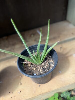 Aloe Vera