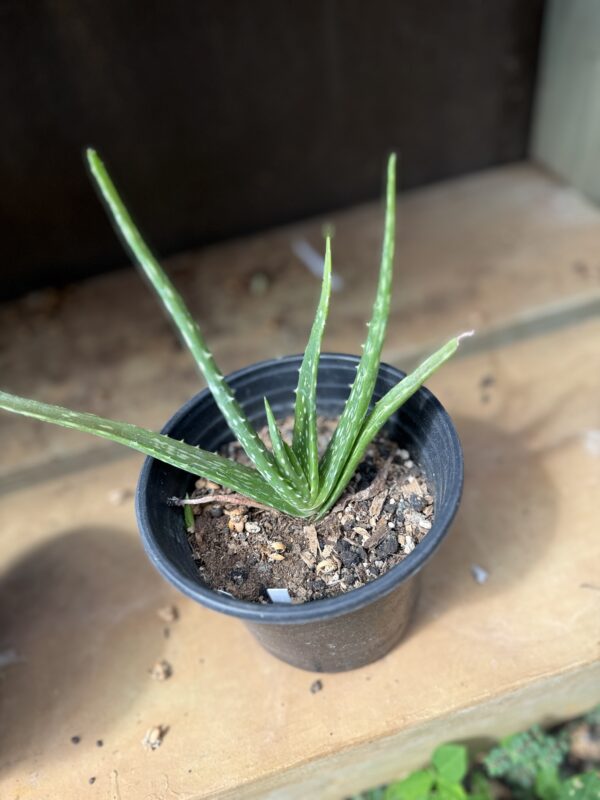 Aloe Vera