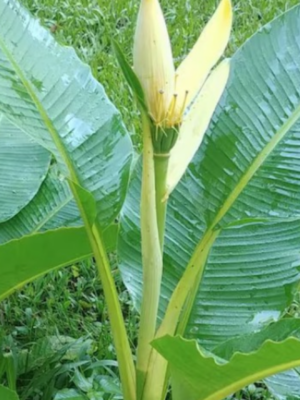 Banana Musa Ornata (Siam Yellow)