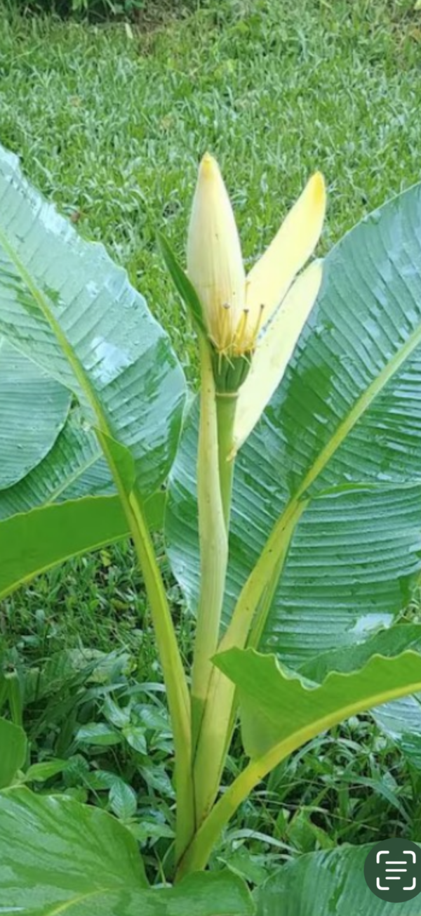 Banana Musa Ornata (Siam Yellow)