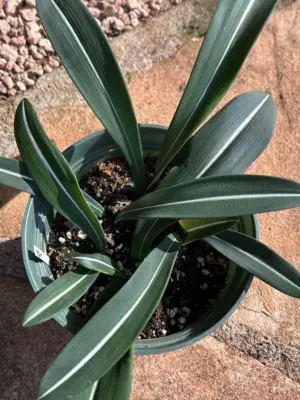 Amaryllis (Variegated)
