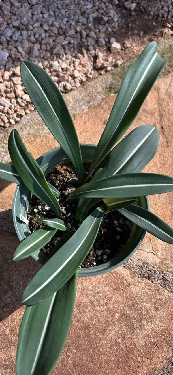 Amaryllis (Variegated)