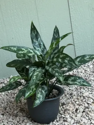 Aglaonema Chinese Evergreen