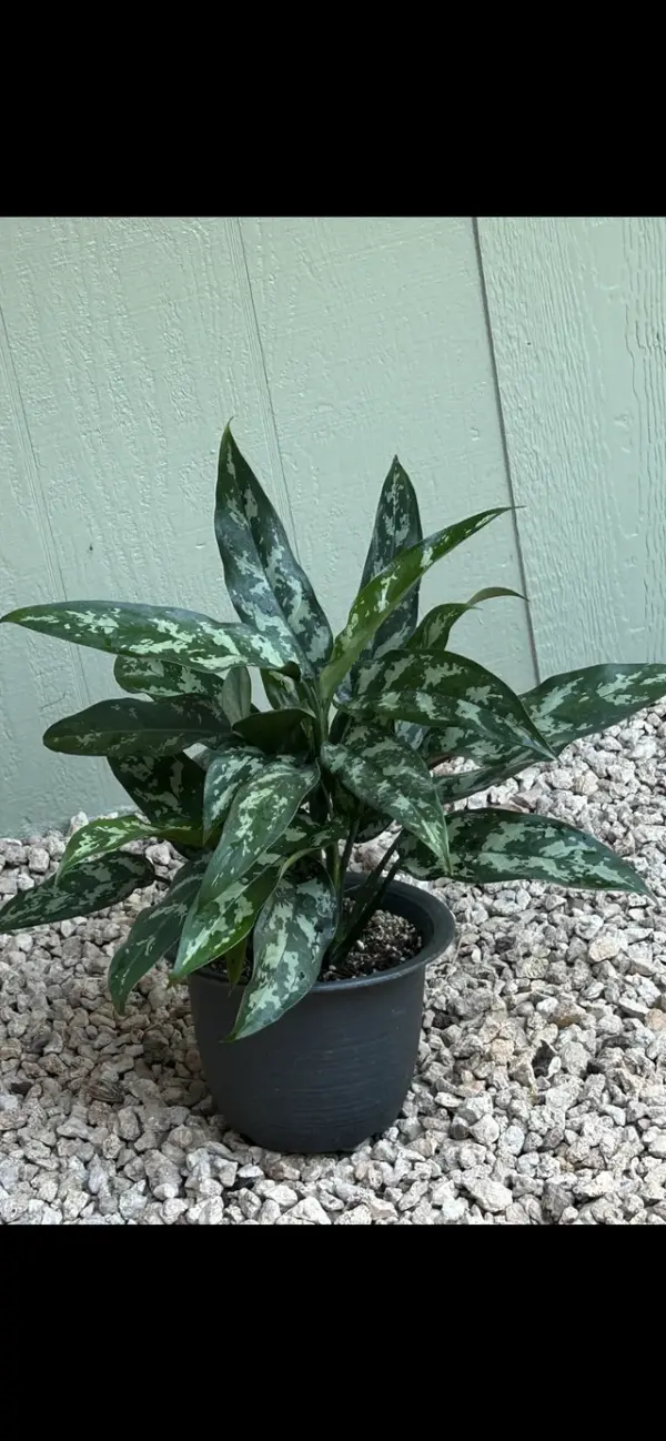 Aglaonema Chinese Evergreen