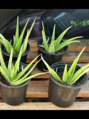 Aloe Vera