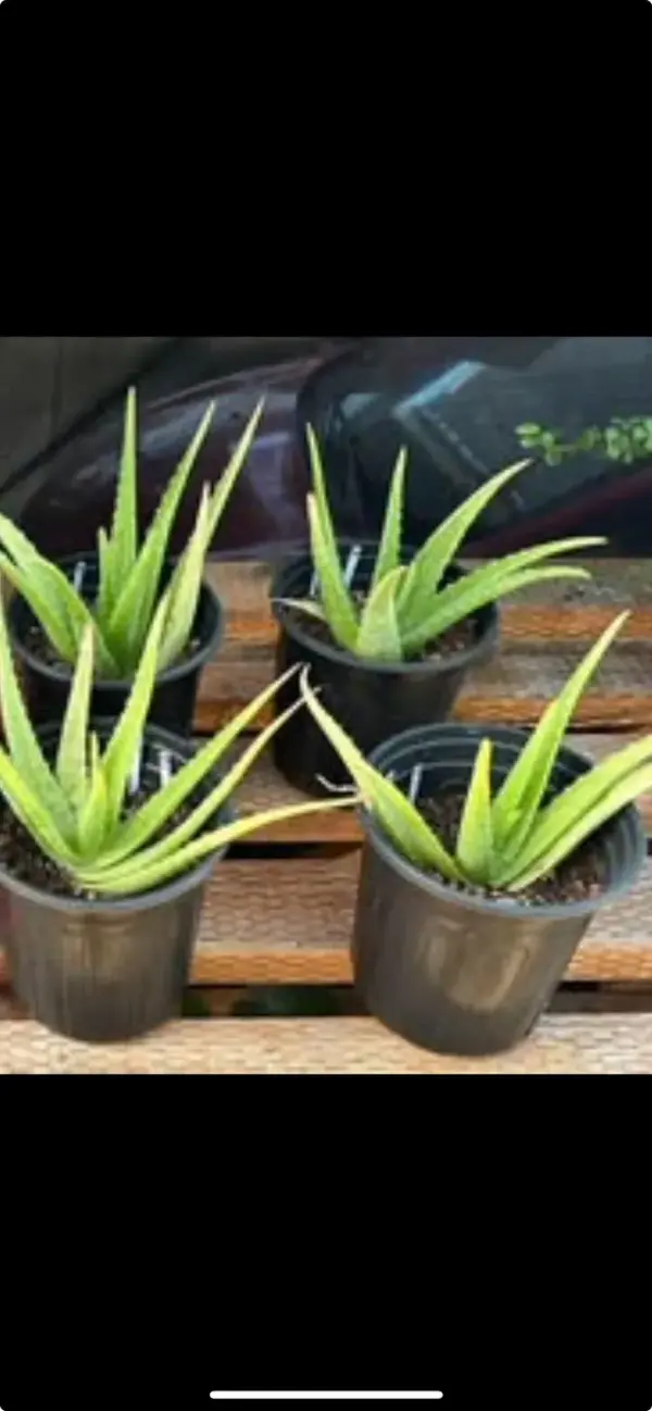 Aloe Vera