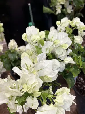 Bougainvillea (White)