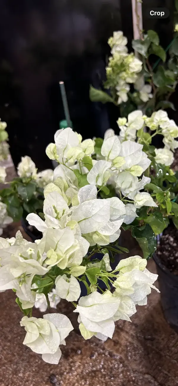 Bougainvillea (White)