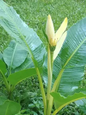 Banana Musa Ornata (Siam Yellow)
