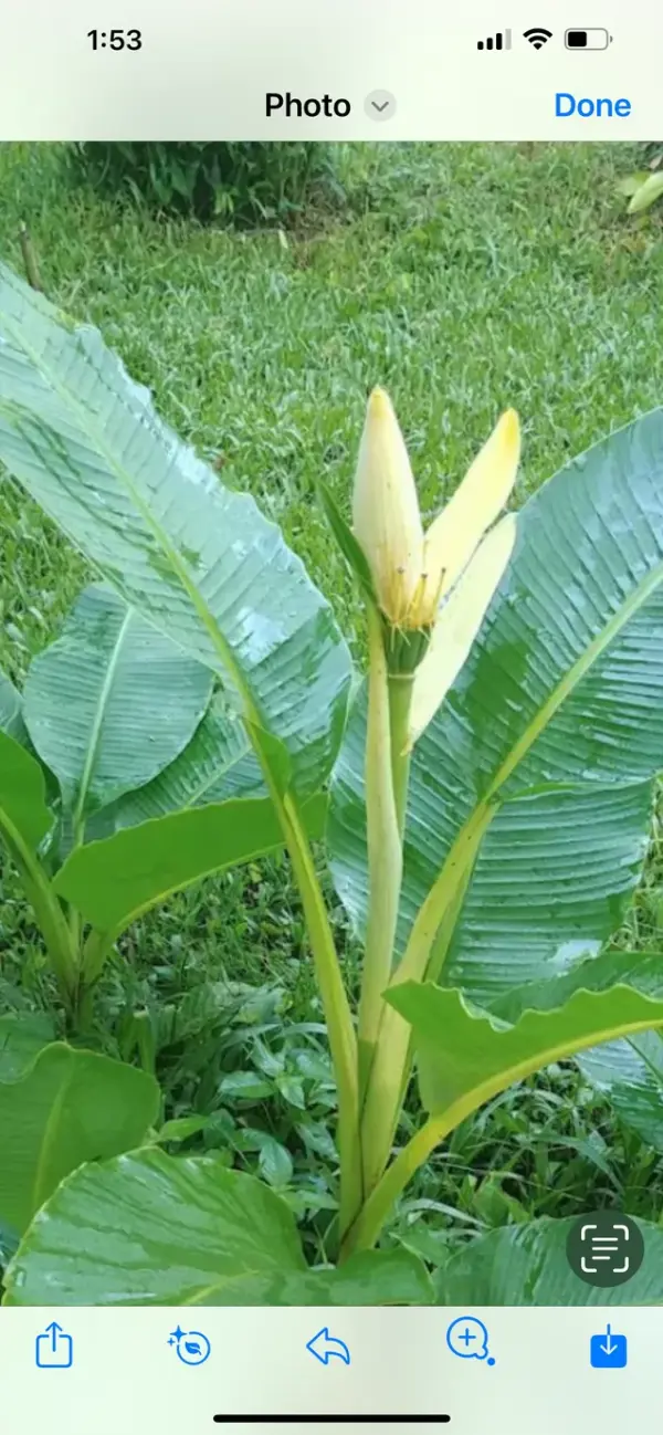 Banana Musa Ornata (Siam Yellow)