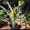 Bird of Paradise (Orange)