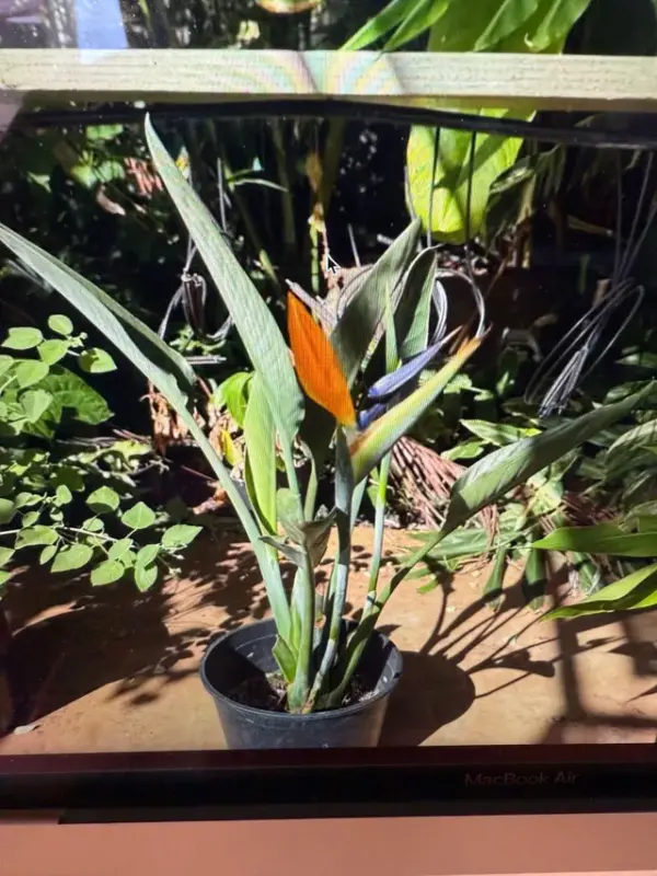 Bird of Paradise (Orange)