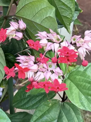 Bleeding Heart Vine (Red/Purple)