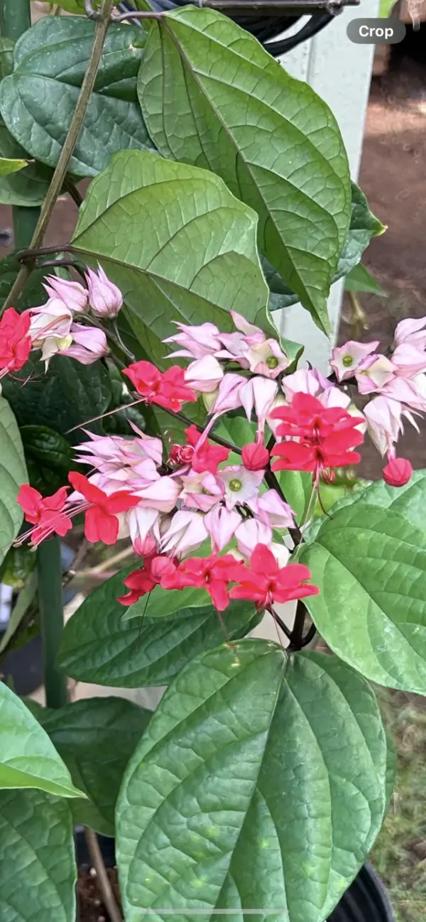 Bleeding Heart Vine (Red/Purple)