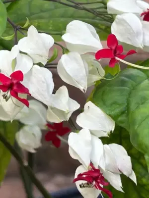 Bleeding Heart Vine (White/Red)