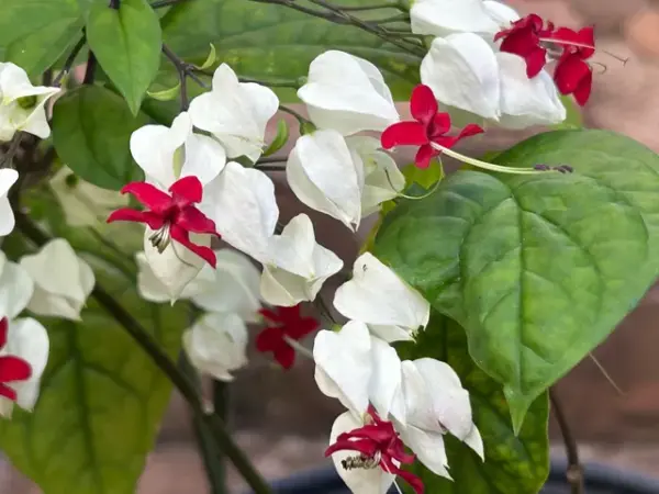 Bleeding Heart Vine (White/Red)