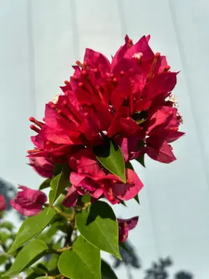 Bougainvillea (Burgudy)