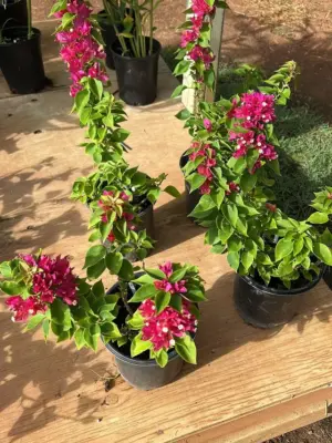Bougainvillea (Deep Purple)