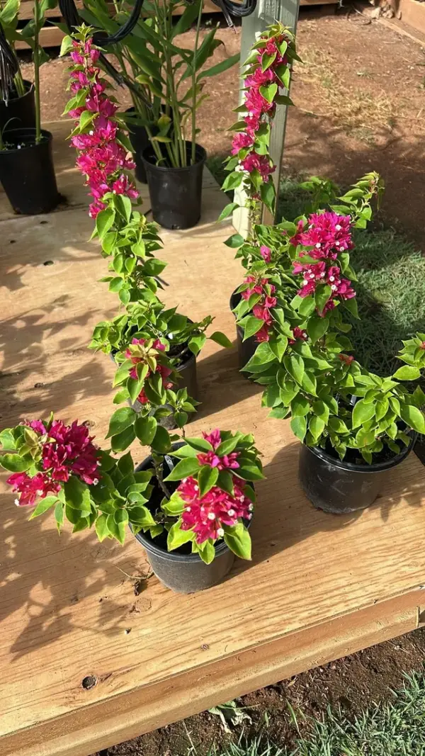 Bougainvillea (Deep Purple)