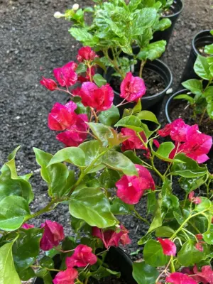 Bougainvillea (Fuscia Pink)