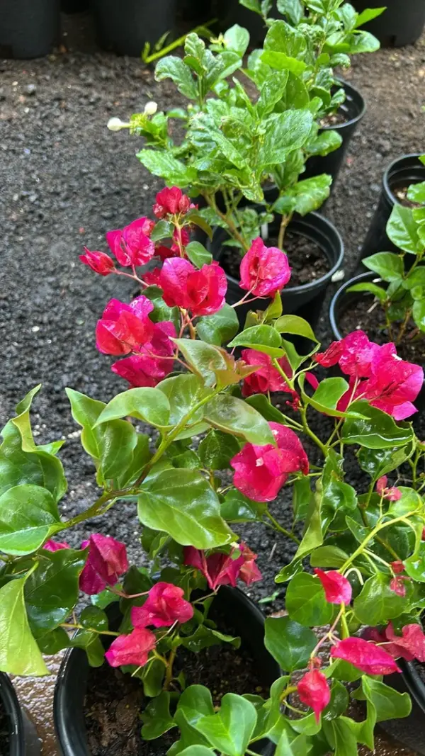Bougainvillea (Fuscia Pink)
