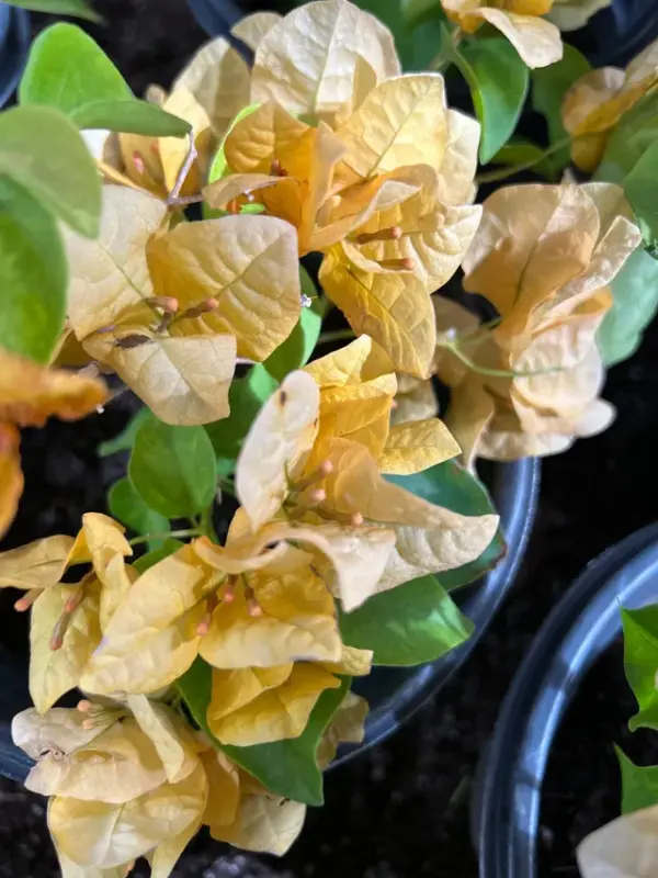 Bougainvillea (Gold)