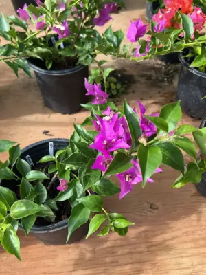 Bougainvillea (Purple)
