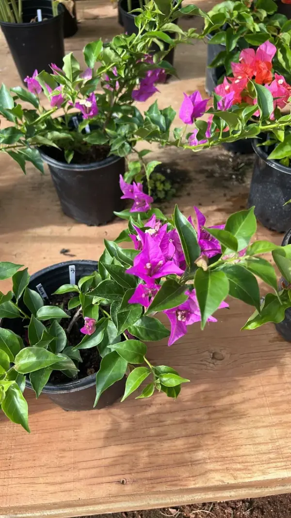 Bougainvillea (Purple)