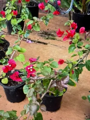 Bougainvillea (Red)