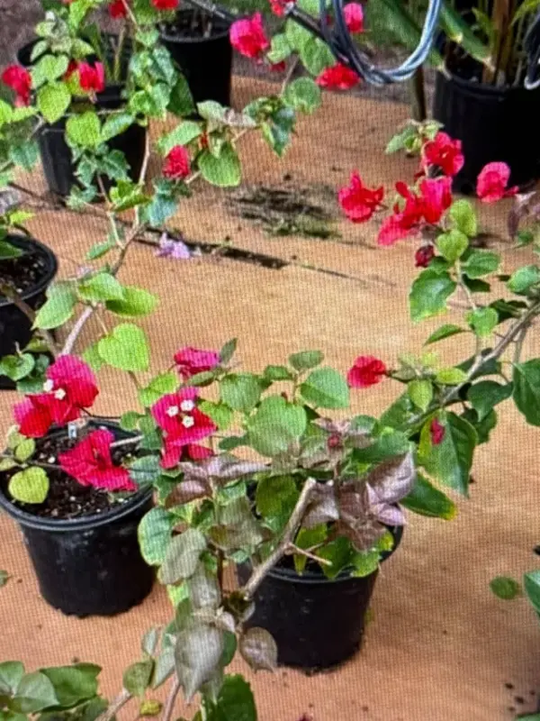 Bougainvillea (Red)