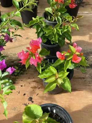 Bougainvillea (Sundown Orange)