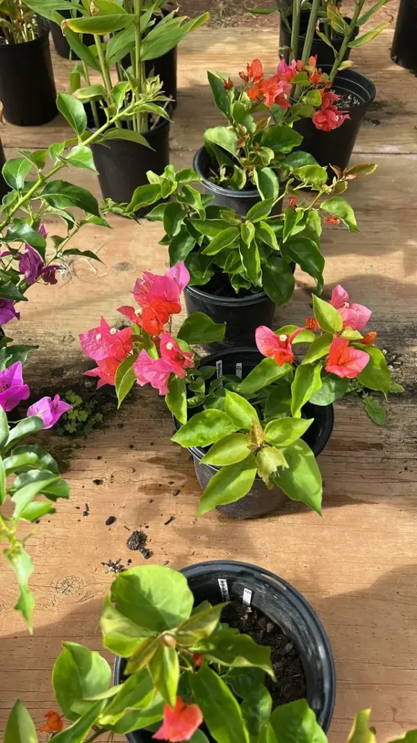 Bougainvillea (Sundown Orange)