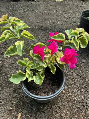 Bougainvillea (Variegated Raspberry)