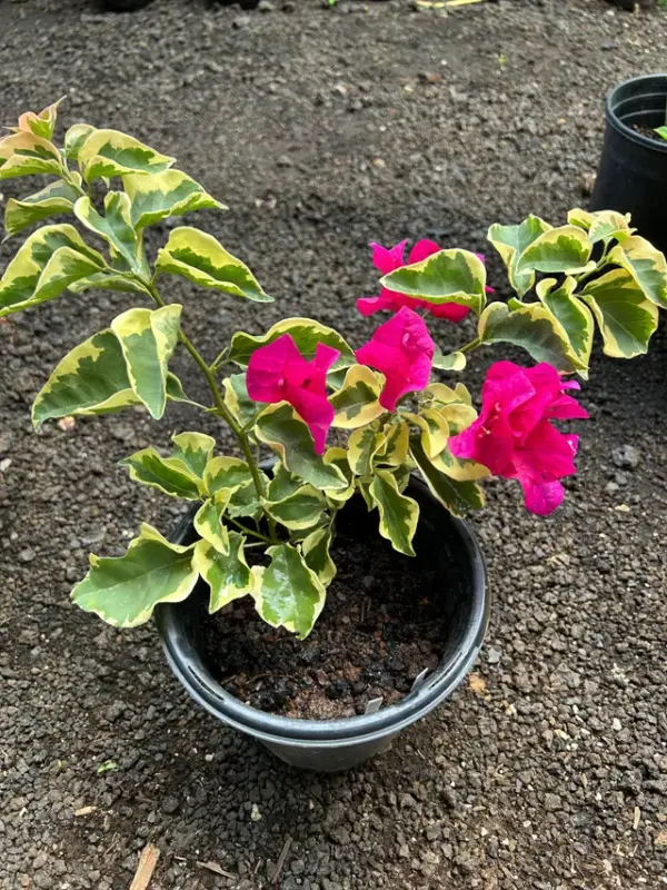 Bougainvillea (Variegated Raspberry)