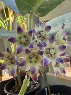 Crown Flower (Mini)