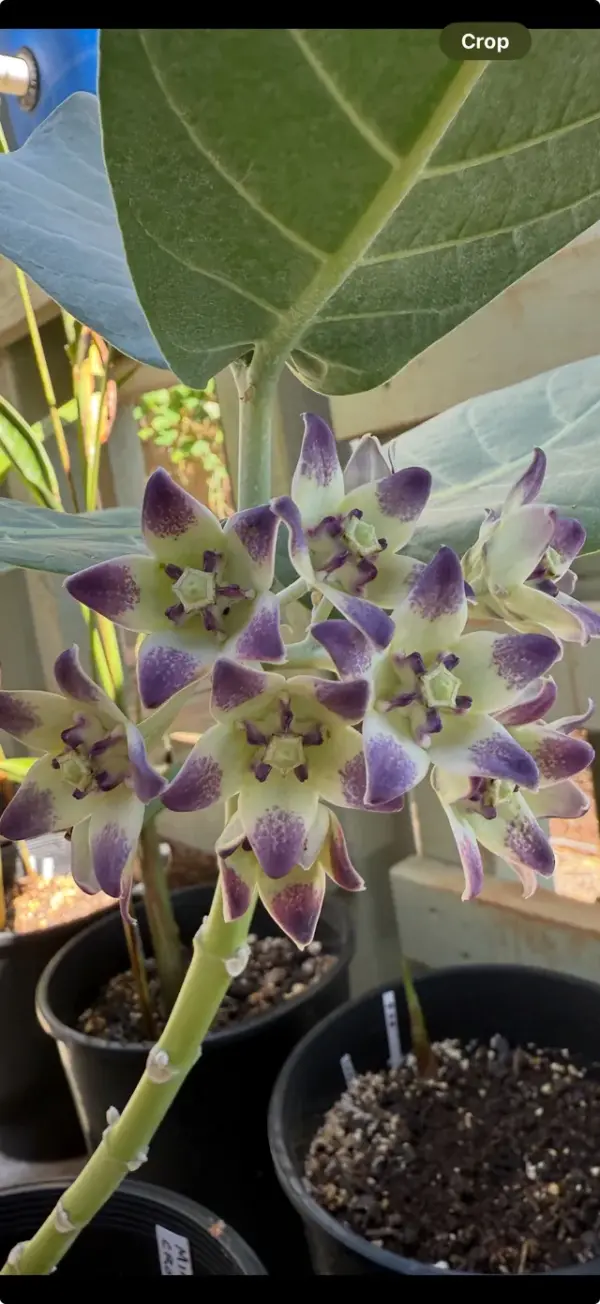 Crown Flower (Mini)