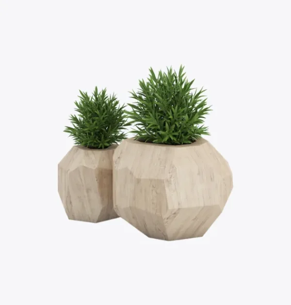 Baby's Tears