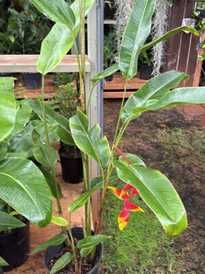 Rostrada Heliconia (Hanging Lobster Claw)