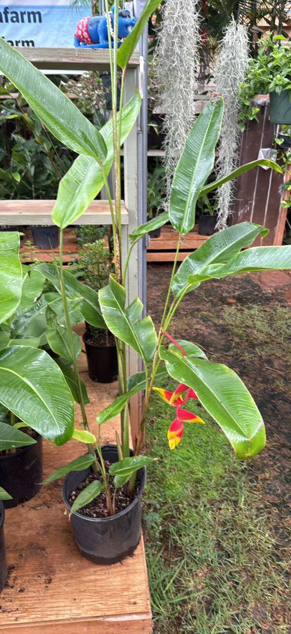 Rostrada Heliconia (Hanging Lobster Claw)