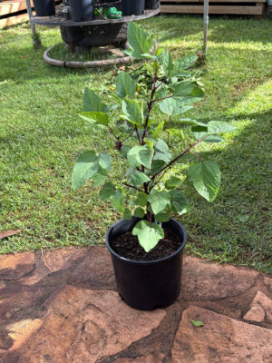 Hibiscus Roselle