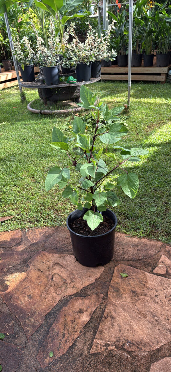 Hibiscus Roselle