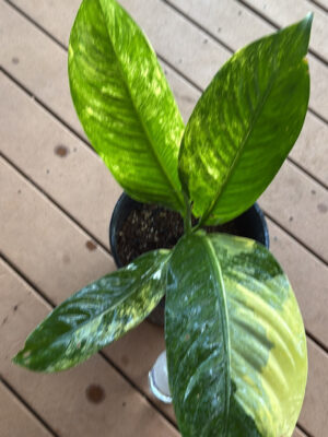 Dieffenbachia Big Ben