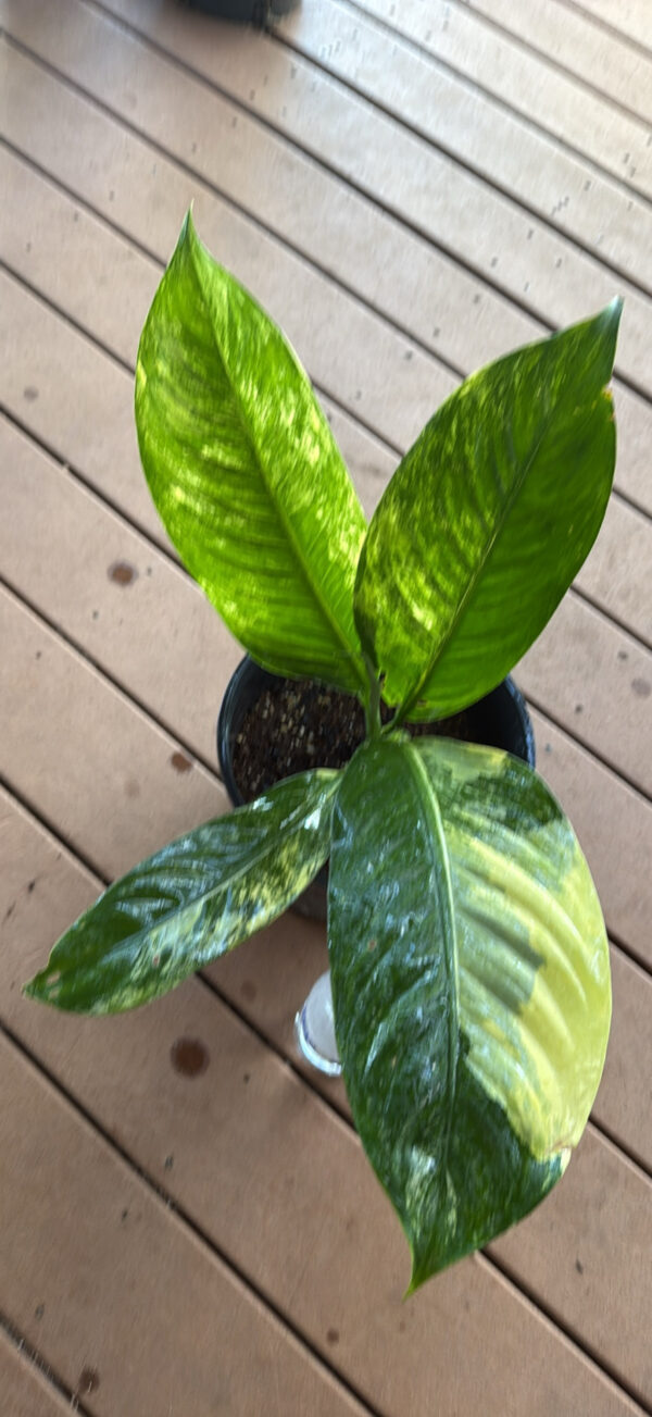 Dieffenbachia Big Ben