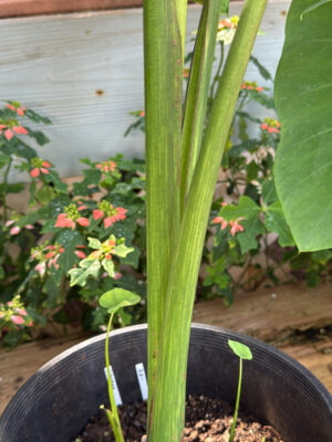 Kalo Nihopu'u