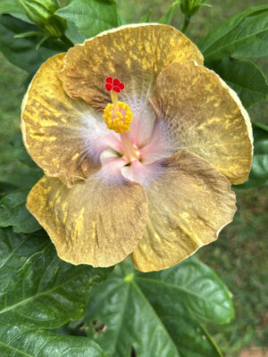 Hibiscus (Thunder Egg)