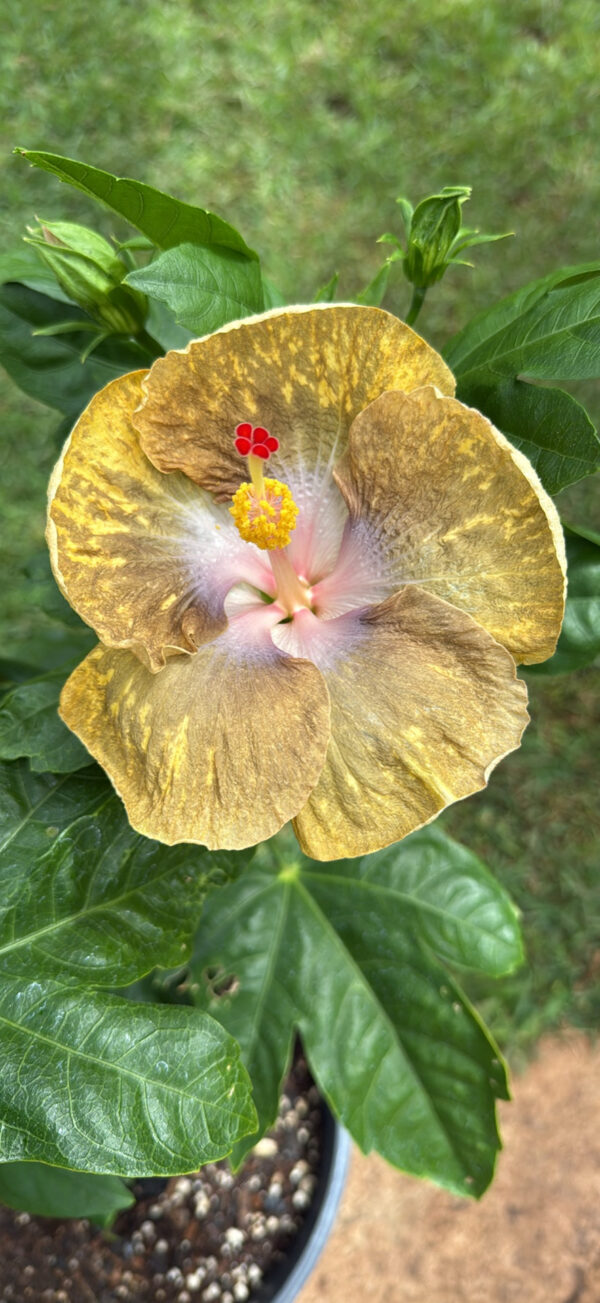 Hibiscus (Thunder Egg)