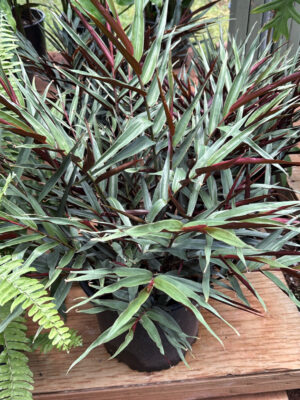 Bamboo Ginger