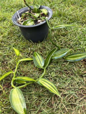 Vanilla Variegated