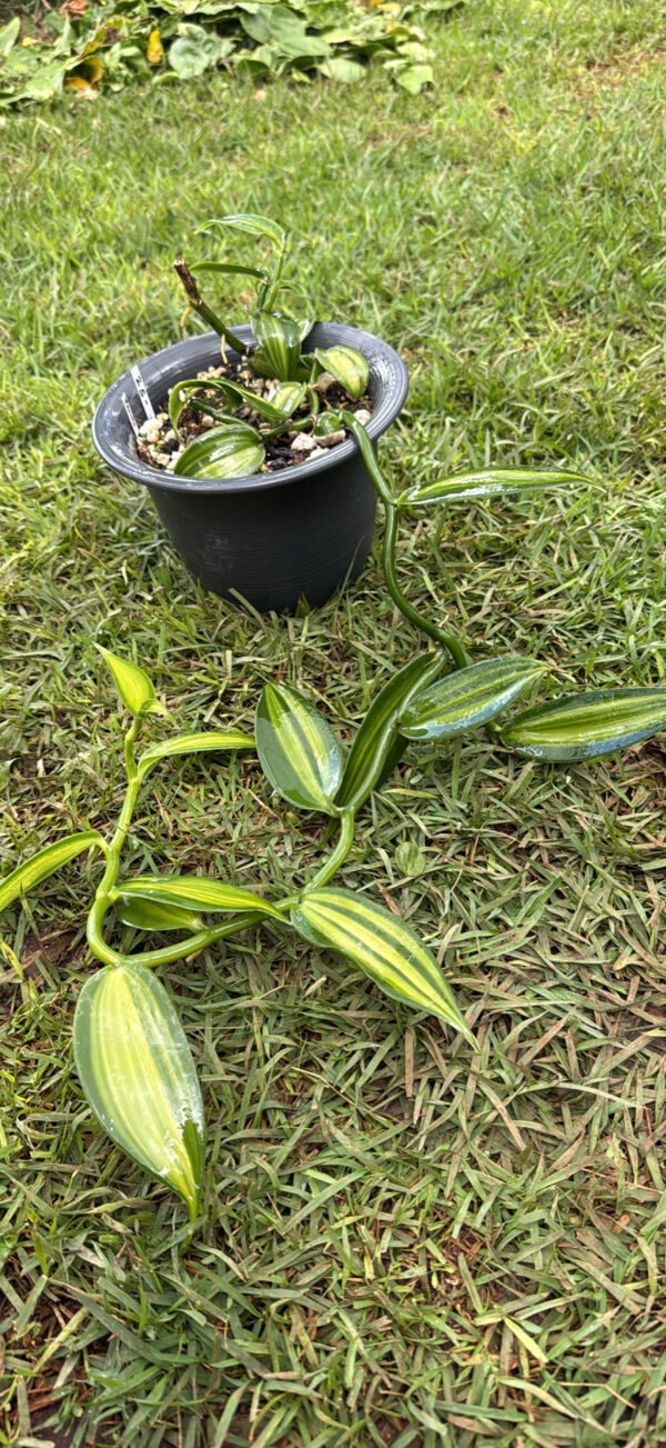 Vanilla Variegated