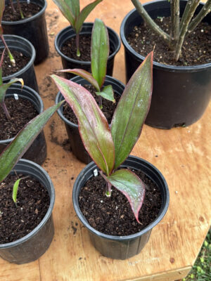 Ti Leaf Starter